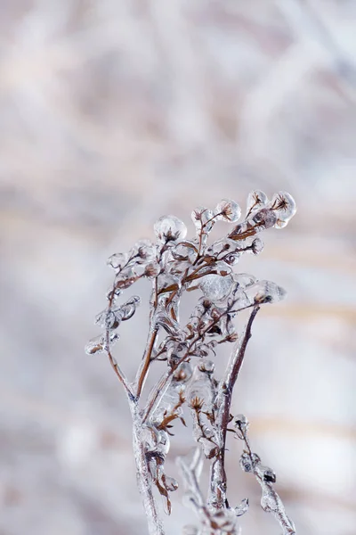 冬季草地上的干枯花朵 上面覆盖着一层冰层 背景柔和 有选择性的软重点 冰冷的柔情 — 图库照片
