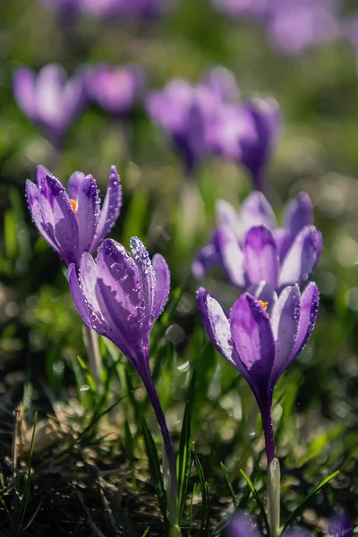 Tender Flores Croco Primavera Açafrão Lilás Uma Clareira Nas Montanhas — Fotografia de Stock