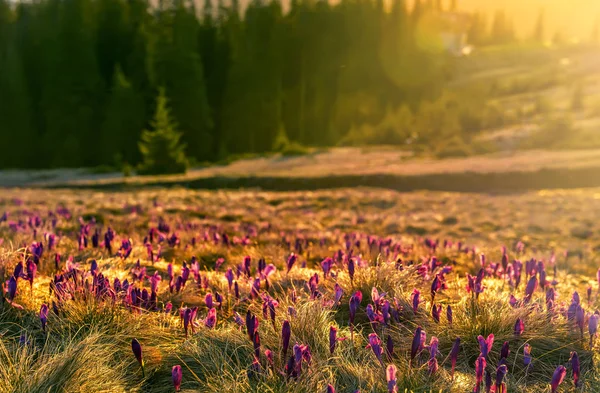 Czułe Wiosenne Krokusowe Kwiaty Liliowego Szafranu Polanie Górach Wczesnym Rankiem — Zdjęcie stockowe