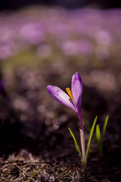 Tender Spring Crocus Flowers Lilac Saffron Clearing Mountains Dewdrops Petals — 스톡 사진