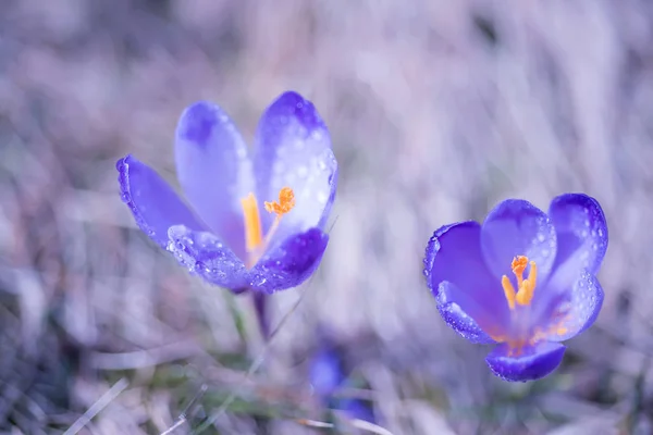 Нежные Весенние Крокус Цветы Лилового Шафрана Поляне Горах Капли Лепестках — стоковое фото