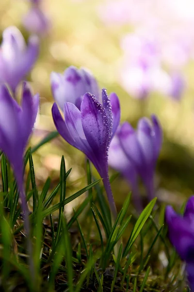Нежные Весенние Крокус Цветы Лилового Шафрана Поляне Горах Капли Лепестках — стоковое фото