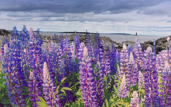 Weelderige Bloei Van Kleurrijke Lupine Bloemen Een Klif Oceaan Achtergrond — Stockfoto