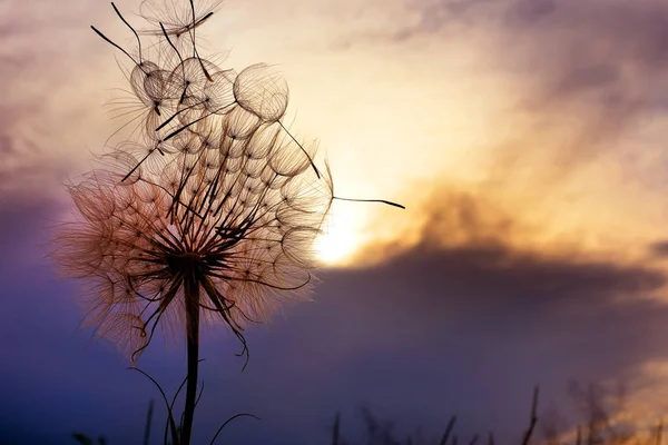 Huge Fluffy Dandelion Dramatic Sunset Sky Fuzzy Architecture Flower Closeup — 图库照片