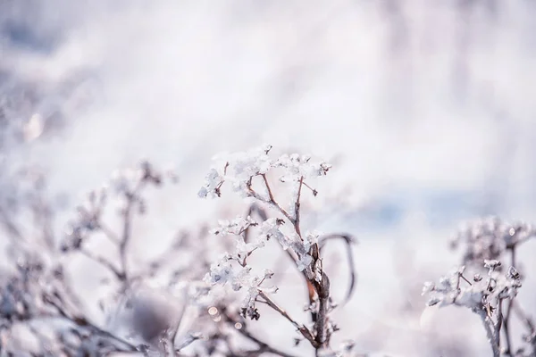 Trockene Blumen Auf Einer Wiese Die Mit Kristallen Glitzernden Schneeweißen — Stockfoto