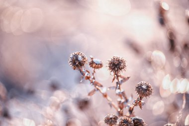 Çayırdaki kuru çiçekler, karla kaplı kristallerle kaplı kar beyazı istiflenmiş. Güneş ışığında ışıl ışıl kar taneleri. Harika bir kış fotoğrafı. çok yumuşak seçici odak.