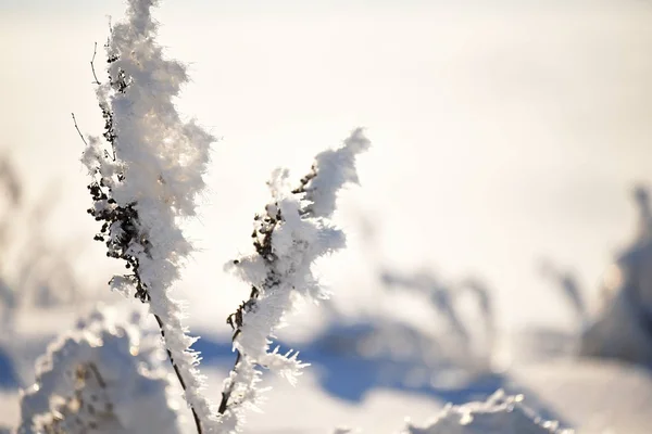 Trockene Blumen Auf Einer Wiese Die Mit Kristallen Glitzernden Schneeweißen — Stockfoto