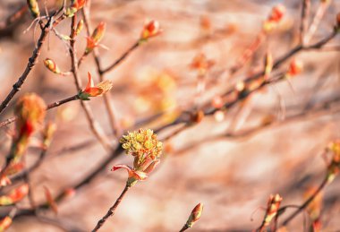 Akçaağaç dallarında çiçek açan tomurcuklar. Çıplak dallardaki ilk küçük yapraklar. Kış döneminden sonra doğanın uyanışı