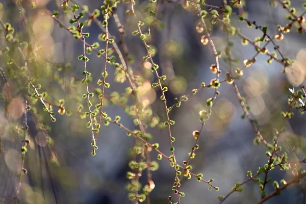 Bourgeons Florissants Sur Les Branches Des Arbres Premières Petites Choses — Photo