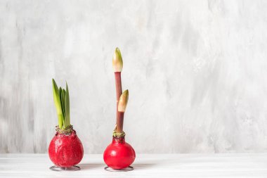 Amaryllis flower bulbs with sprouts and bud on a gray light background. Spring garden season.