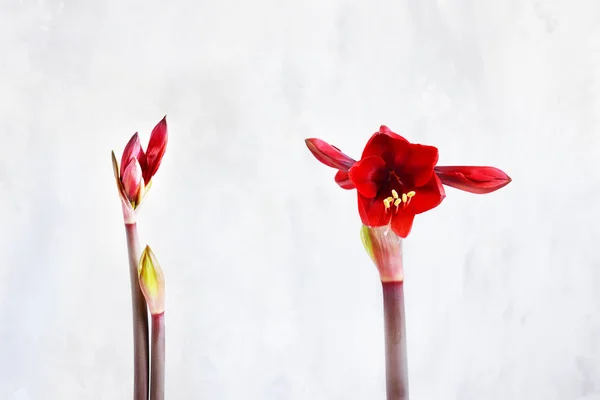 Processus Ouverture Une Fleur Amaralis Rouge Bourgeon Fermé Fleur Ouverte — Photo