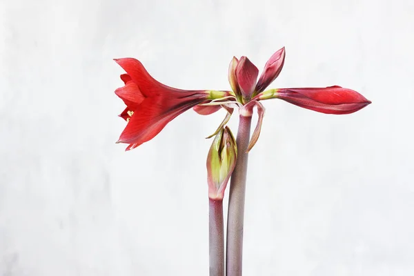 Schöne Blütenknospen Und Rote Amaralysen Blühen Nahaufnahme Auf Grauem Hintergrund — Stockfoto