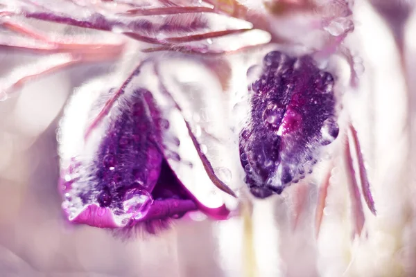 Fluffy delicate flowers of sleep-grass in early spring in drops of dew. Macro photo. very soft selective focus. close-up. Primroses.