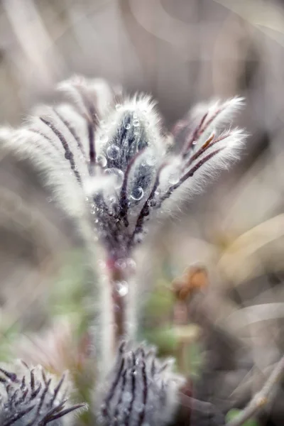 露の滴で早春に睡眠草のふわふわの繊細な花 ソフトフォーカスでアート写真 — ストック写真