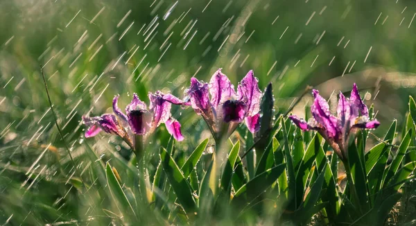 Цветение Диких Цветов Ирисов Склонах Озера Ранней Весной Красивые Сиреневые — стоковое фото