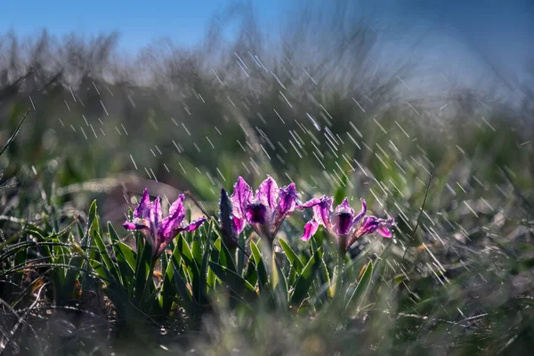 Blooming wild flowers of irises on the slopes of the lake in early spring at sunset. Beautiful lilac flowers of irises in the wild. Selective soft focus.