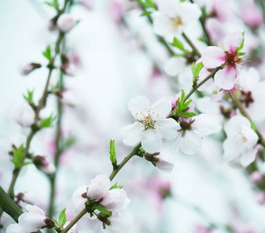 Bahar bahçesinde şeftali ve erik dallarında narin pembe çiçekler. Çiçekli, nazik sanat geçmişi..