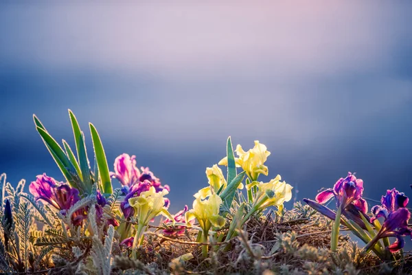 Blooming of wild flowers of irises on the slopes of the lake in early spring. Beautiful lilac flowers of irises in the wild.