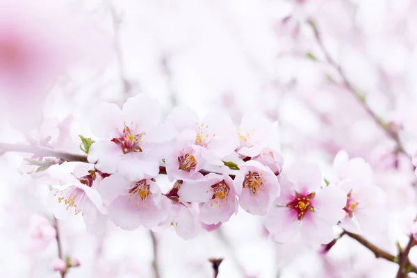 Delicate Roze Bloemen Perzik Pruimentakken Voorjaarstuin Floral Zachte Kunst Achtergrond — Stockfoto