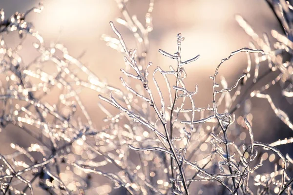 Magical photo of a winter frosty morning. Grass and arstenia covered with sparkling ice and hoarfrost and sparkling bokeh around. Magical winter. art photo.