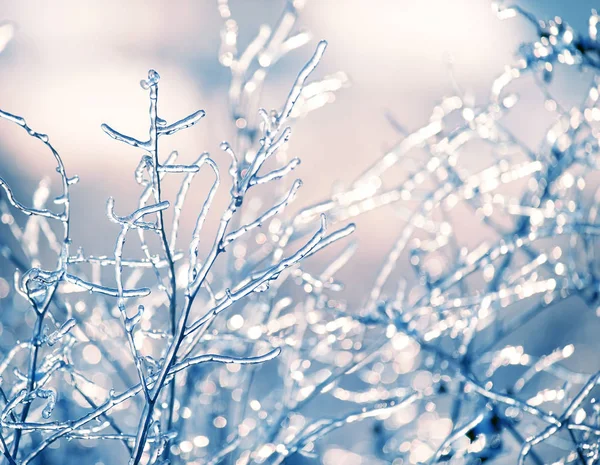 Чарівне Фото Зимового Морозного Ранку Трава Астенія Покриті Ігристим Льодом — стокове фото