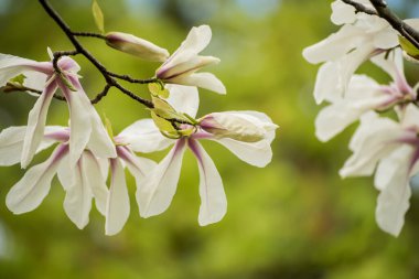Bahar mevsiminde manolya beyaz çiçeklerinin yeşermesi, doğal mevsimlik arka plan