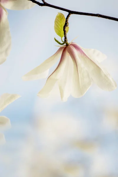 Blooming White Magnolia Flowers Spring Garden Seasonal Natural Photo — Stock Photo, Image