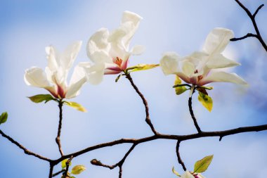 Bahar bahçesinde çiçek açan beyaz manolya çiçekleri. mevsimlik doğal fotoğraf. 