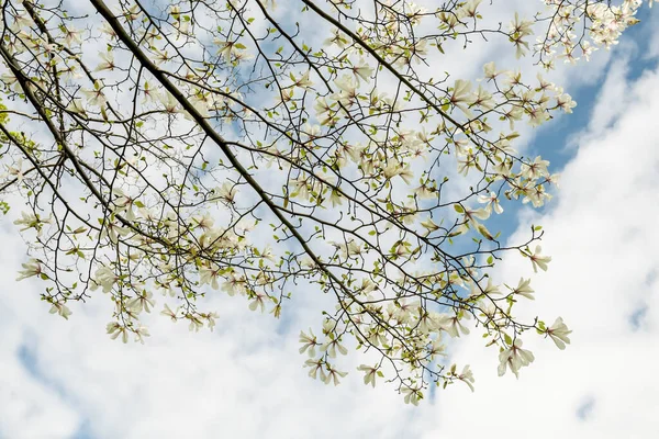 Bloeiende Witte Magnolia Bloemen Een Lentetuin Seizoensgebonden Natuurlijke Foto — Stockfoto