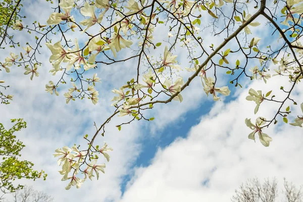 Bloeiende Witte Magnolia Bloemen Een Lentetuin Seizoensgebonden Natuurfoto Prachtige Zonnige — Stockfoto