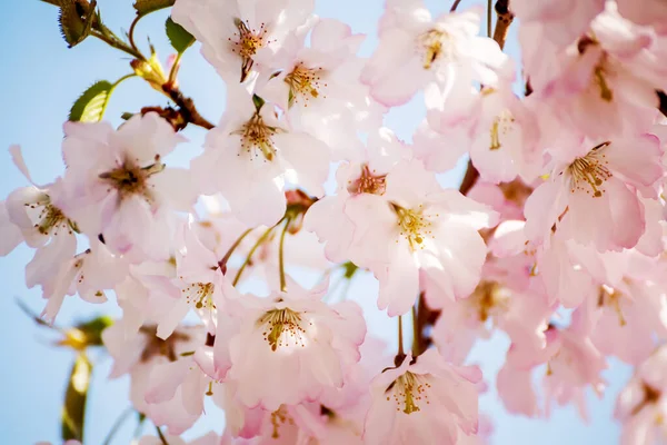Kvetoucí Růžové Květy Švestkového Stromu Jarní Zahradě — Stock fotografie