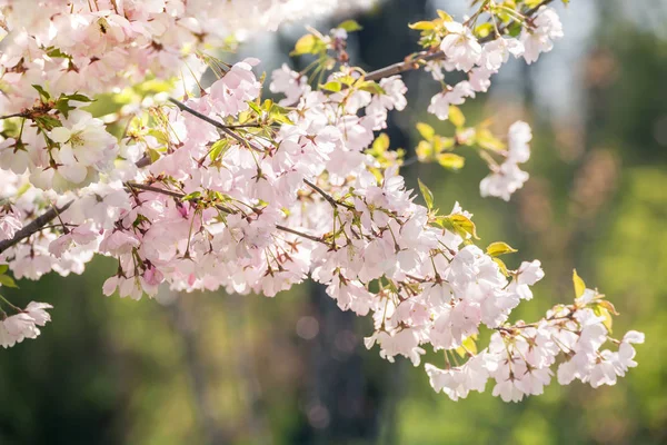 Fleurs Roses Fleuries Prunier Dans Jardin Printemps — Photo