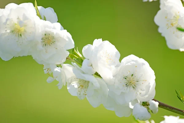 Blooming white flowers of a plum tree in a spring garden.