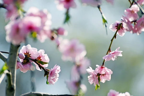Kvetení Jemných Růžových Květů Švestky Jarní Zahradě — Stock fotografie