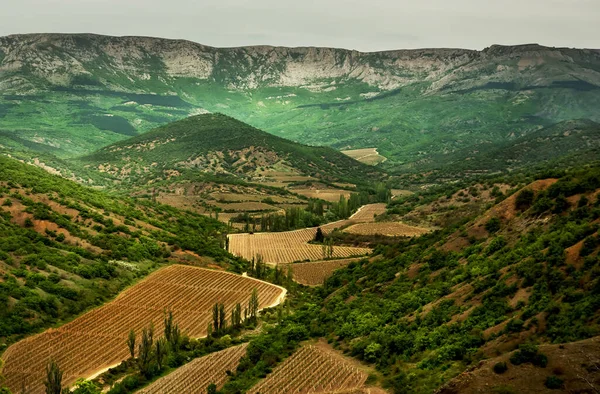 Yeşil Tepe Dağlarının Arasındaki Vadideki Üzüm Bağlarının Manzarası Dağlarda Üzüm — Stok fotoğraf