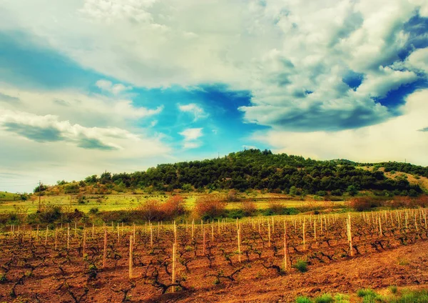 Uitzicht Wijngaarden Gelegen Het Dal Tussen Groene Heuvelachtige Bergen Wijngaarden — Stockfoto