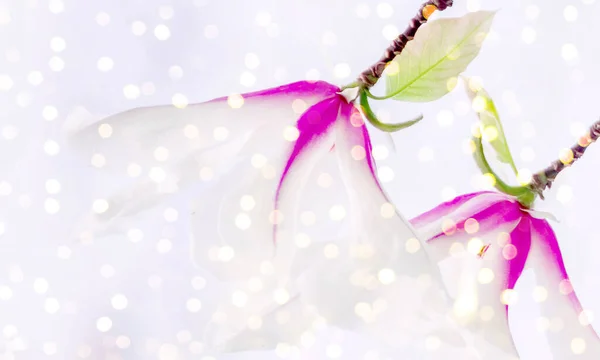 Художня Фотографія Красивих Квітів Магнолії Вибірковий Який Фокус — стокове фото