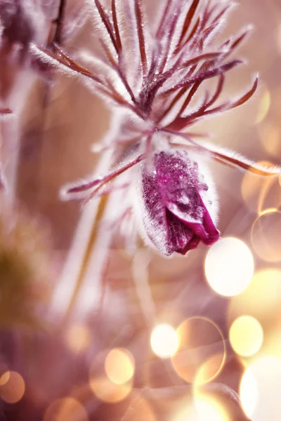 Fluffiga Delikata Blommor Sömngräs Tidigt Våren Droppar Dagg Äng Kronärtskockor — Stockfoto