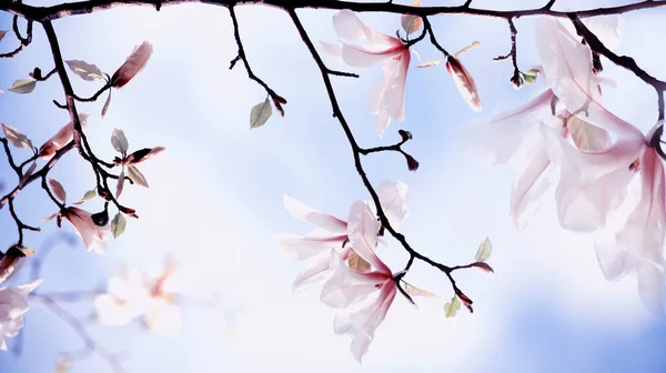 Blommande Magnolia Blommor Vinna Vackra Blommor Naturlig Våren Trädgård Bakgrund — Stockfoto