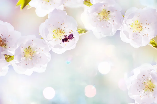Umělecká Fotografie Krásných Bílých Švestkových Květin Květinové Pozadí Selektivní Měkké — Stock fotografie