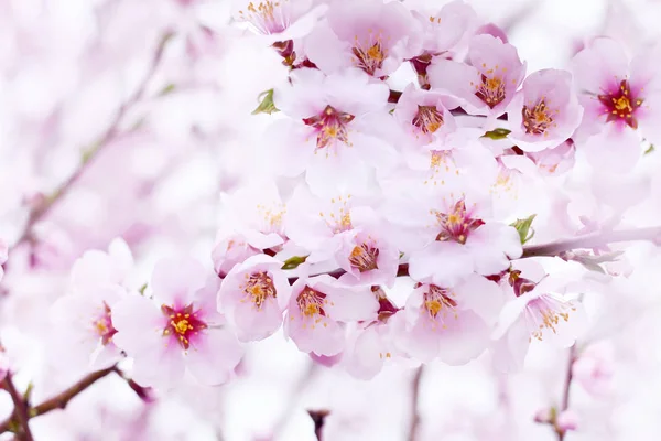 Delicate Roze Bloemen Perzik Pruimentakken Voorjaarstuin Floral Zachte Kunst Achtergrond — Stockfoto