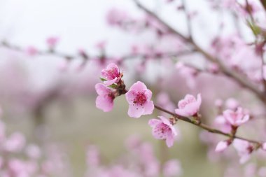 Bahar bahçesinde şeftali ve erik dallarında narin pembe çiçekler. Çiçekli, nazik sanat geçmişi..