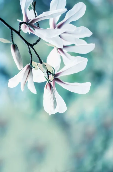 용설란 피어나고 그대로 배경에는 부드러운 아름다운 꽃들이 — 스톡 사진
