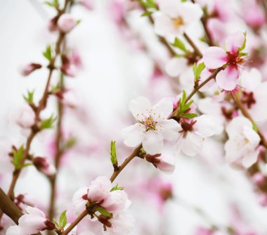 Bahar bahçesinde şeftali ve erik dallarında narin pembe çiçekler. Çiçekli, nazik sanat geçmişi..