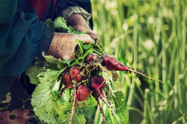 Çiftlikte çalışan yaşlı bir kadının elleri. Yerden yapraklarla koparılmış bir avuç turp sebzesinin ellerinde. Bir avuç turplu eller basit kırsal işçilerdir. organik ürünler.