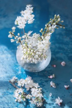 Şeffaf bir vazoda beyaz, narin kiraz çiçekleri ve kayısı dalları. Doğanın uyanışı, bahar neşesi. Yumuşak seçici odaklı sanat fotoğrafı. Yumuşak renkler.