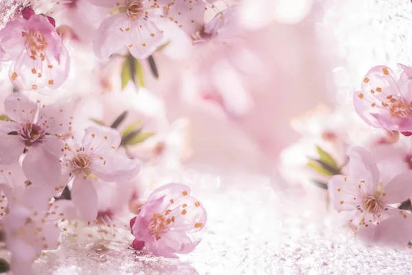 Květinové Přírodní Pozadí Růžové Jemné Květy Kvetoucí Třešně Meruňky Jarní — Stock fotografie
