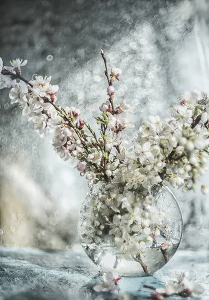 Flowering branches with white delicate flowers of cherry and apricot in a glass transparent vase. Atmofer of awakening of nature, spring joy. Art photo with soft selective focus. Delicate soft colors.