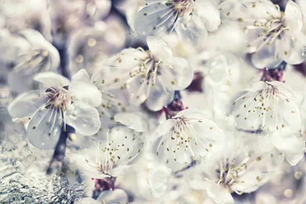Květinové Přírodní Pozadí Bílých Jemných Květů Kvetoucí Třešně Meruňky Jarní — Stock fotografie