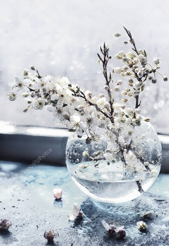 Flowering branches with delicate white flowers of cherry and apricot in a glass vase near a wet window. Atmofer of awakening of nature, spring joy. Art photo with soft selective focus. Delicate soft colors.